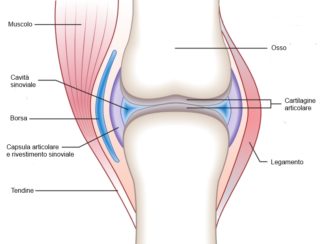 Articolazione sinoviale