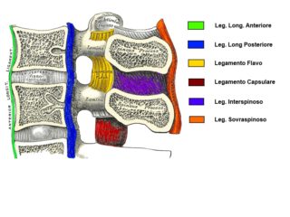 Legamenti spinali