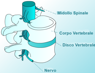 Midollo spinale