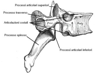 Vertebra toracica vista laterale