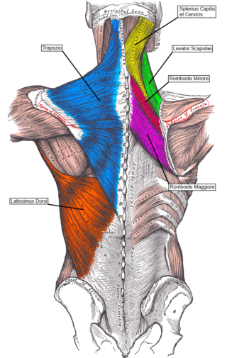 muscoli superficiali colonna vertebrale