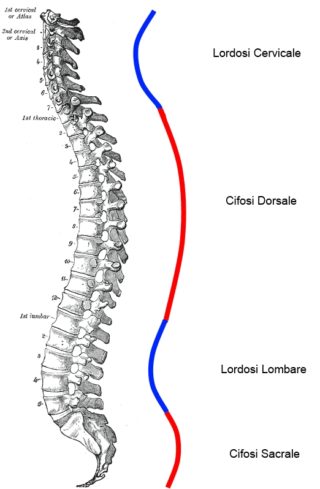 Curvature spinali