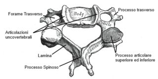 cervicale