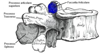 Vertebra lombare