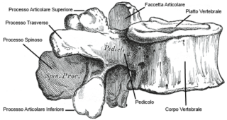 Vertebra lombare